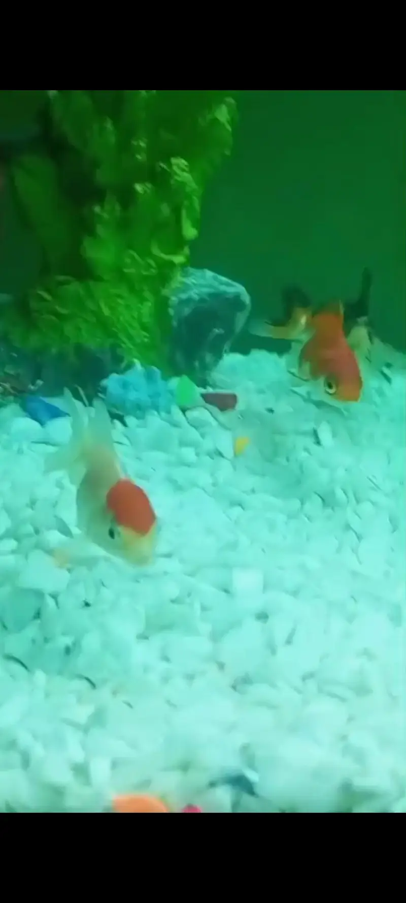 oranda double tail Gold fish and single tail Gold fish — photo 9