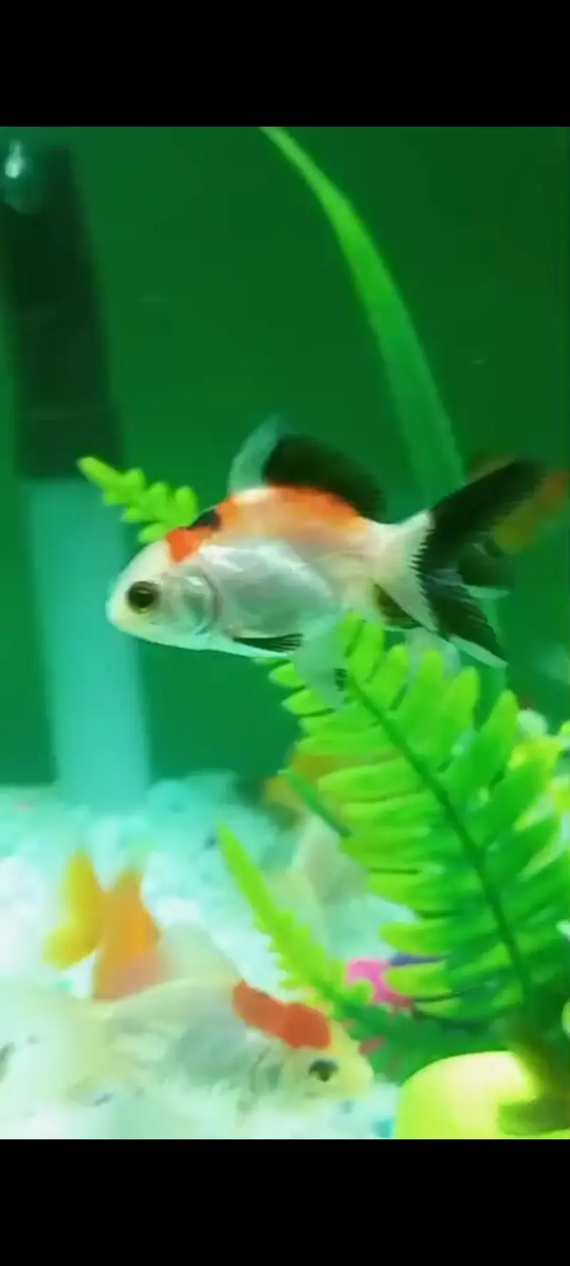 oranda double tail Gold fish and single tail Gold fish — photo 10