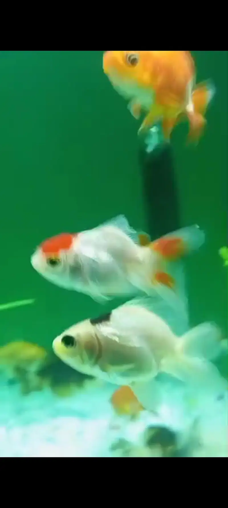 oranda double tail Gold fish and single tail Gold fish — photo 11