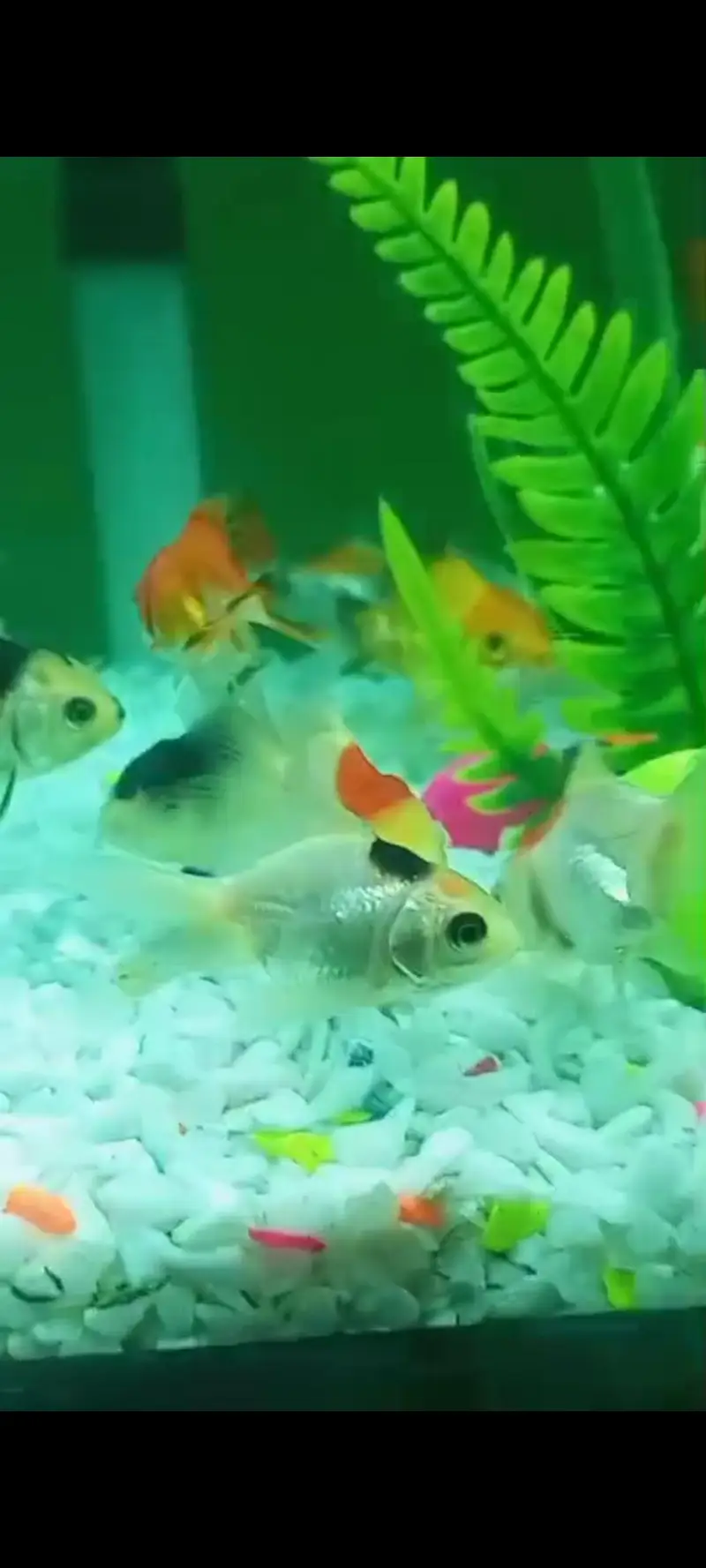 oranda double tail Gold fish and single tail Gold fish — photo 12