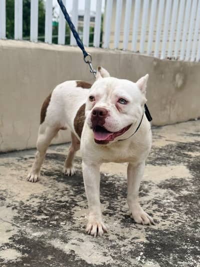American Bully male pocket size