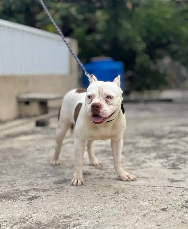 American Bully male pocket size — photo 2