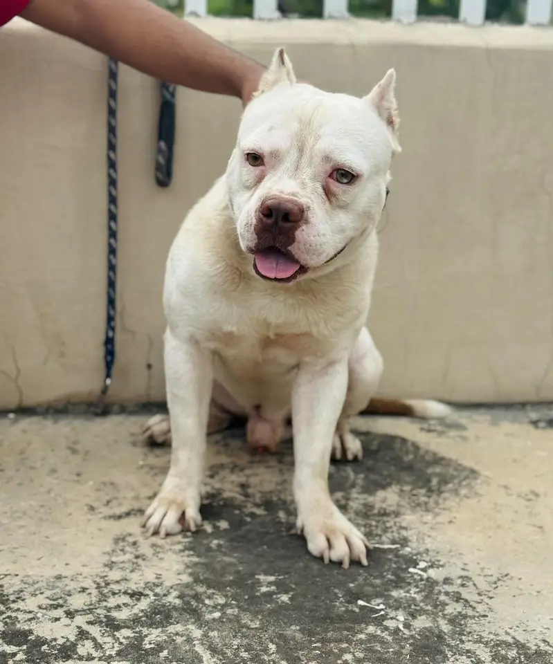 American Bully male pocket size — photo 3