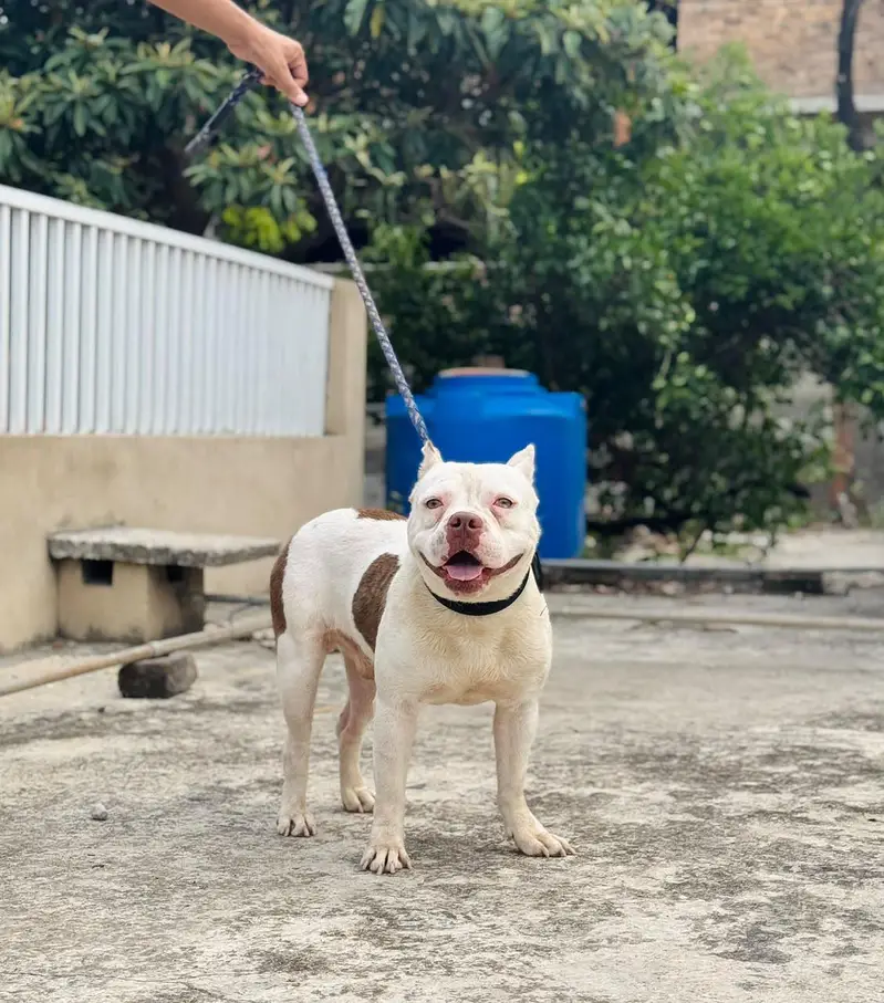 American Bully male pocket size — photo 4