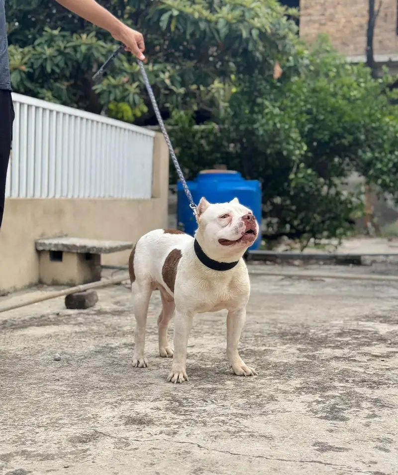 American Bully male pocket size — photo 5