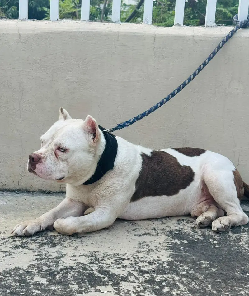 American Bully male pocket size — photo 6