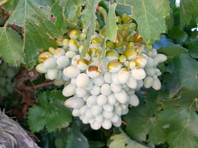 Unripe Grapes