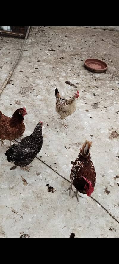 misiri hen