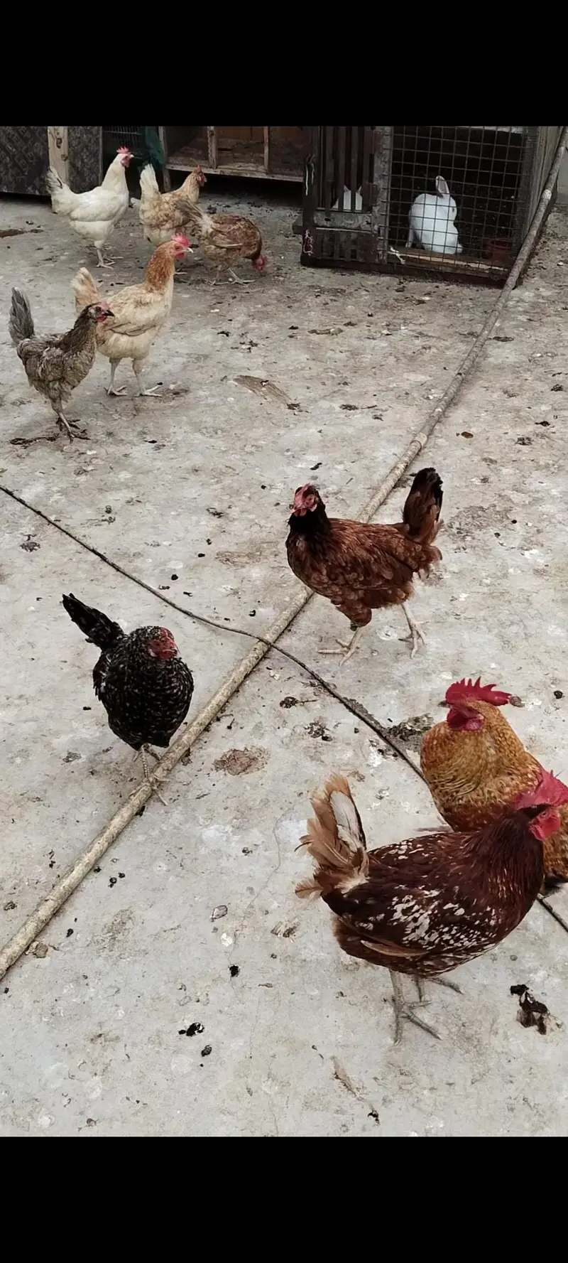 misiri hen — photo 2