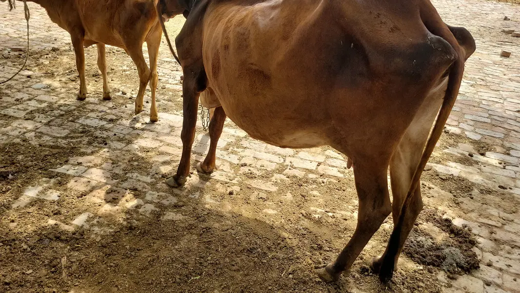 sahiwali nasal