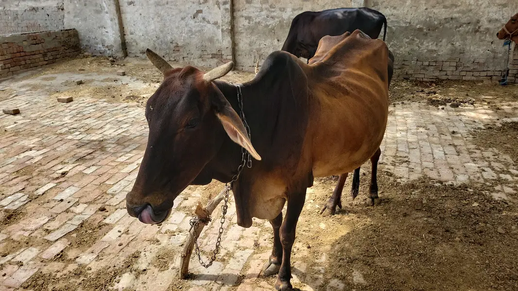 sahiwali nasal — photo 4