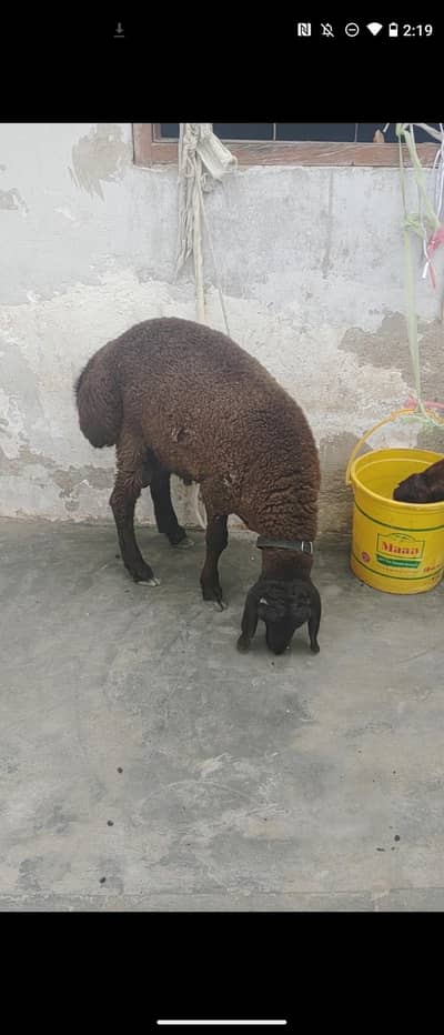 healthy turki sheep for sale