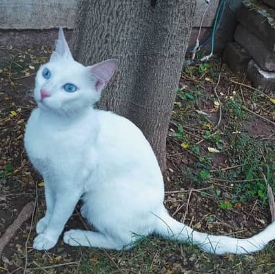 White Sphynx Cat – Healthy, Playful & Friendly