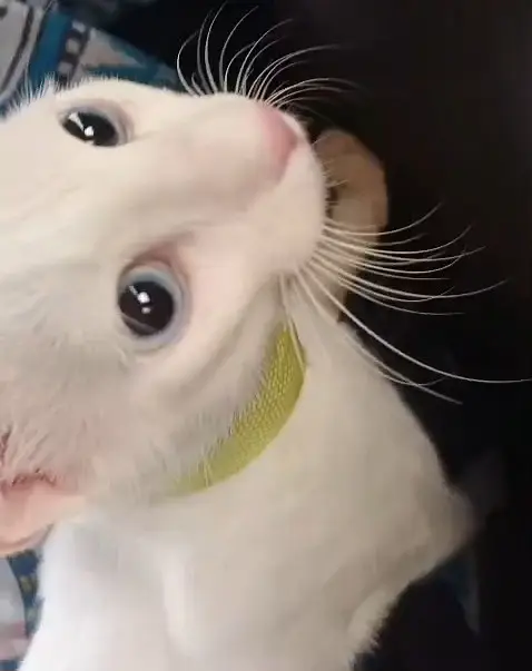 White Sphynx Cat – Healthy, Playful & Friendly — photo 2