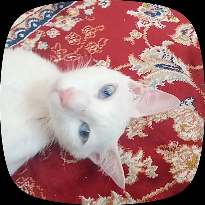 White Sphynx Cat – Healthy, Playful & Friendly — photo 3