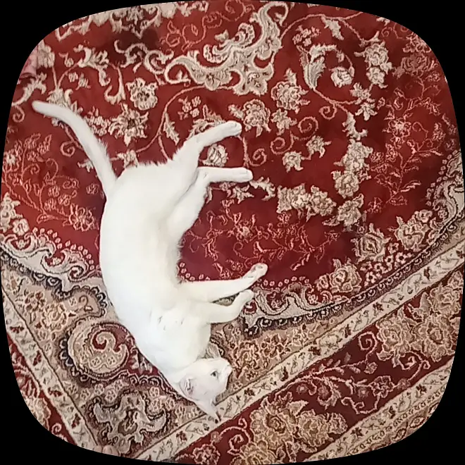 White Sphynx Cat – Healthy, Playful & Friendly — photo 4
