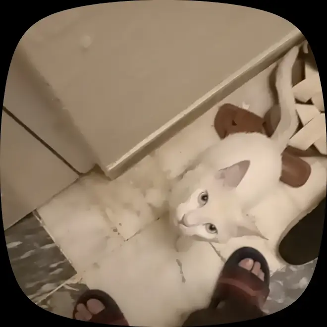 White Sphynx Cat – Healthy, Playful & Friendly — photo 5