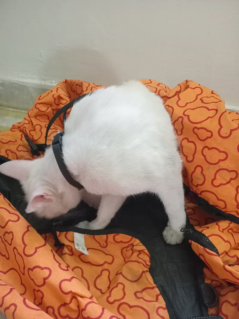White Sphynx Cat – Healthy, Playful & Friendly — photo 6