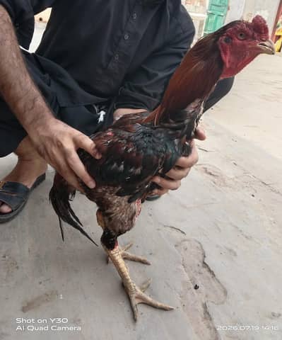 Pakistani old blood line aseel