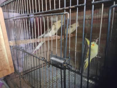 Cocktail parrots 2 pair for sale total 5 parrots