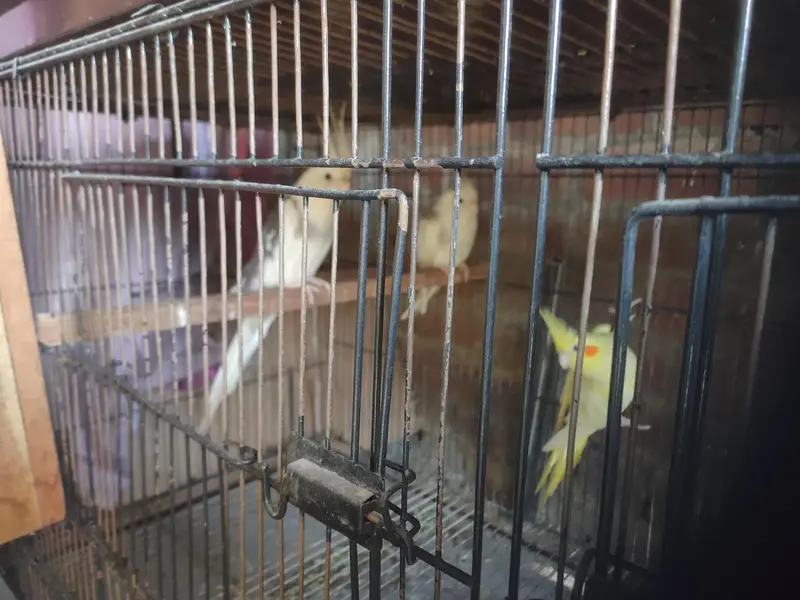 Cocktail parrots 2 pair for sale total 5 parrots — photo 2