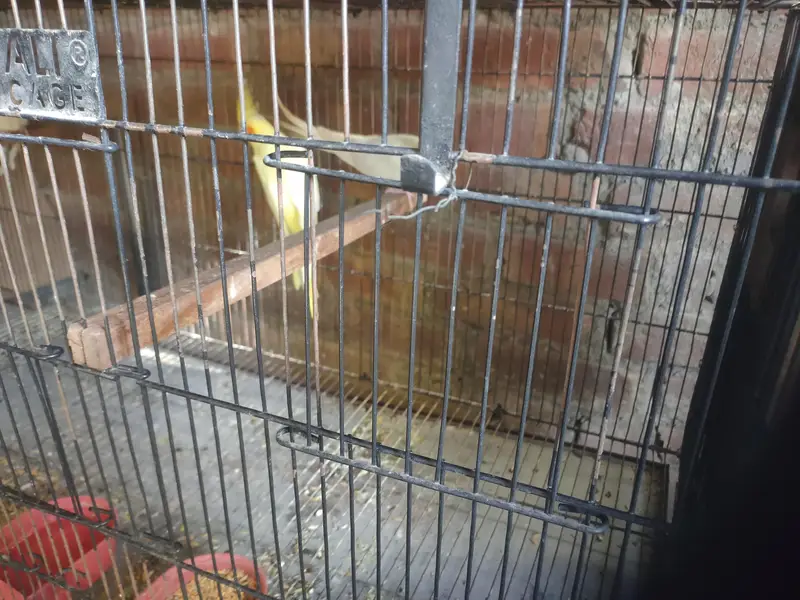 Cocktail parrots 2 pair for sale total 5 parrots — photo 3