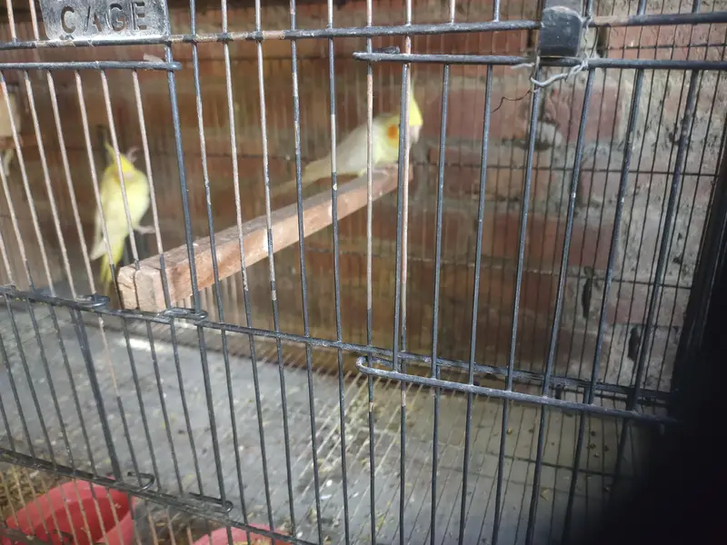 Cocktail parrots 2 pair for sale total 5 parrots — photo 4