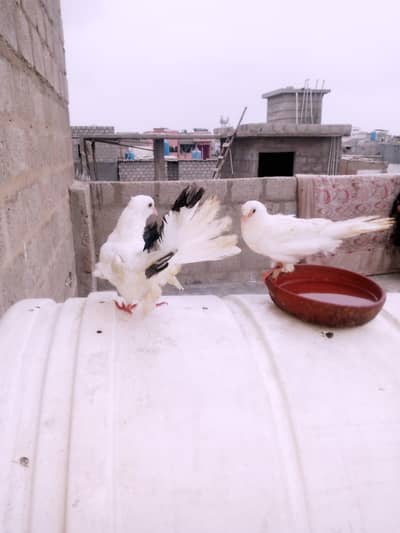 Pigeon