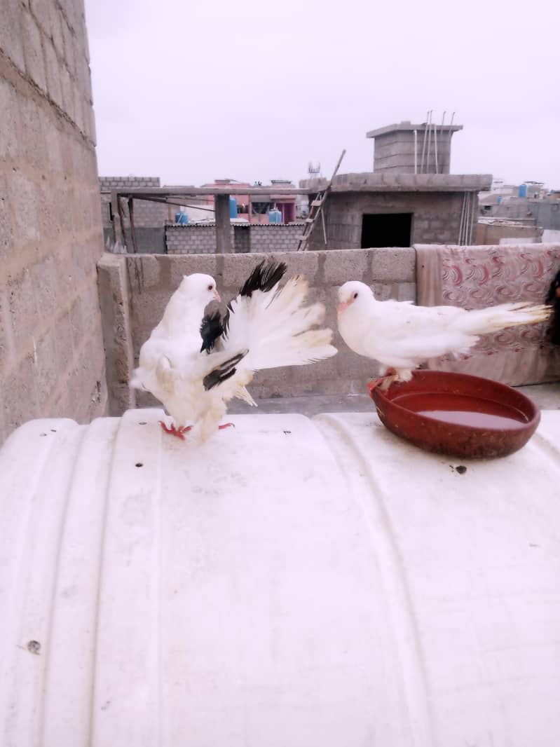 Pigeon 0
