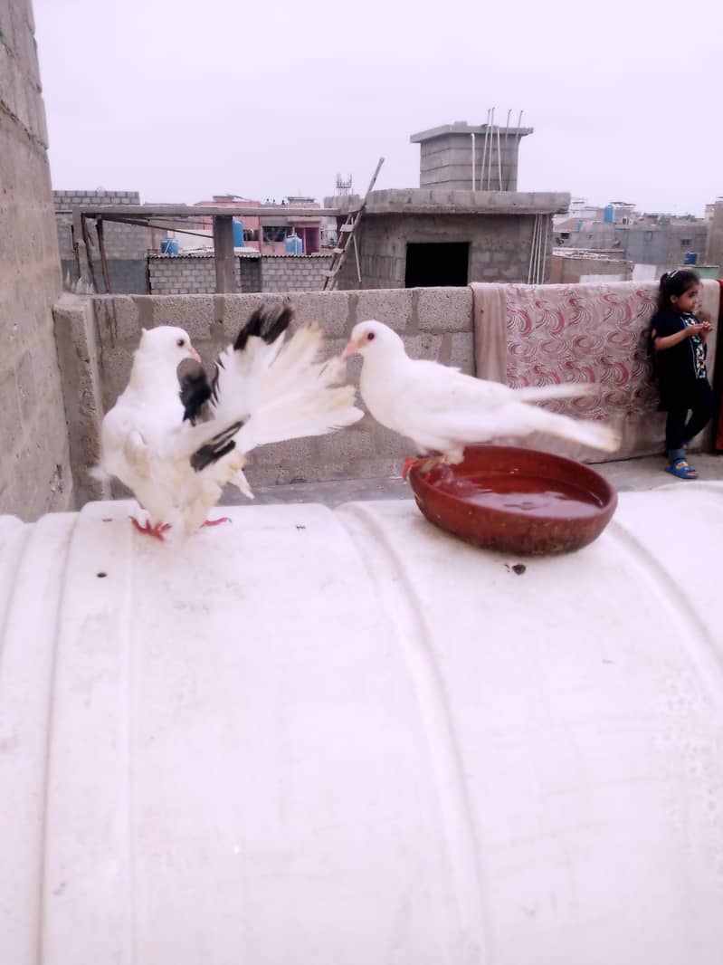 Pigeon 1