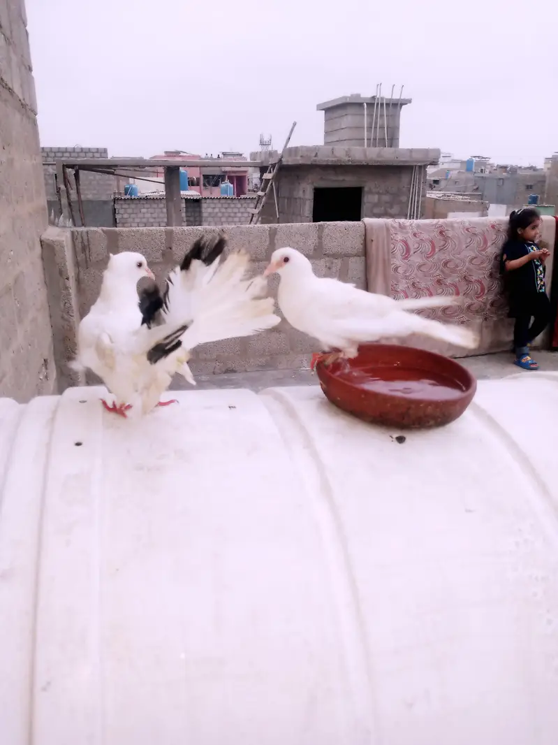 Pigeon — photo 2