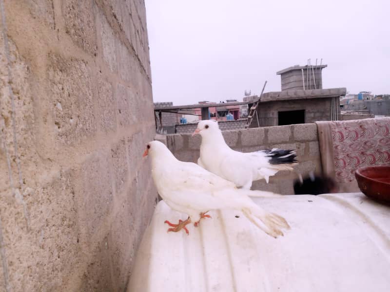 Pigeon 2