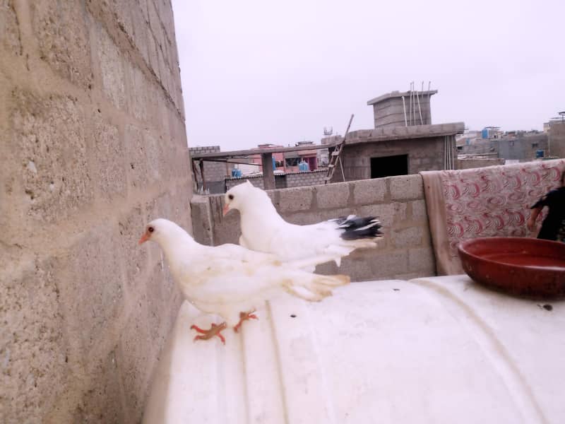 Pigeon 3