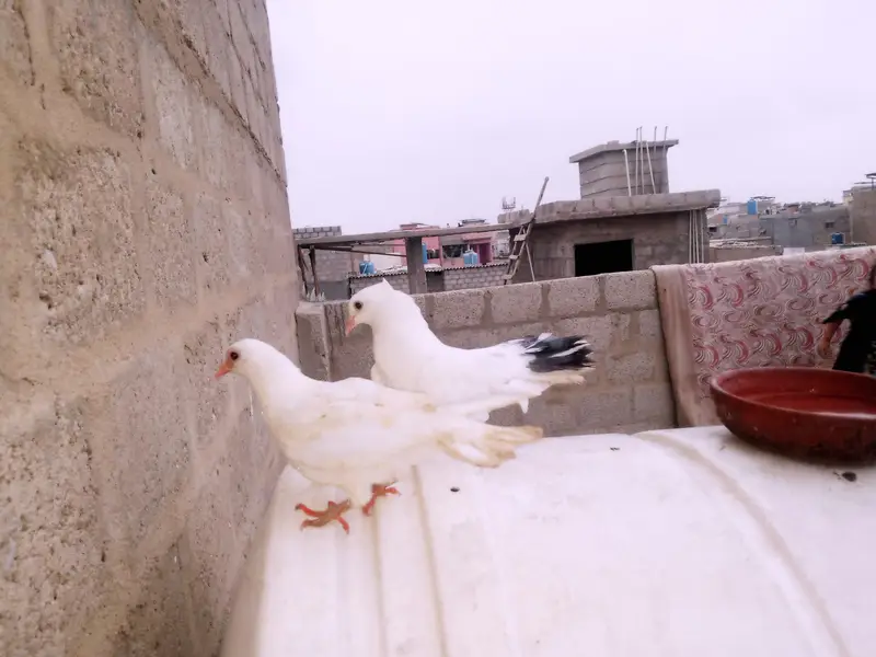 Pigeon — photo 4
