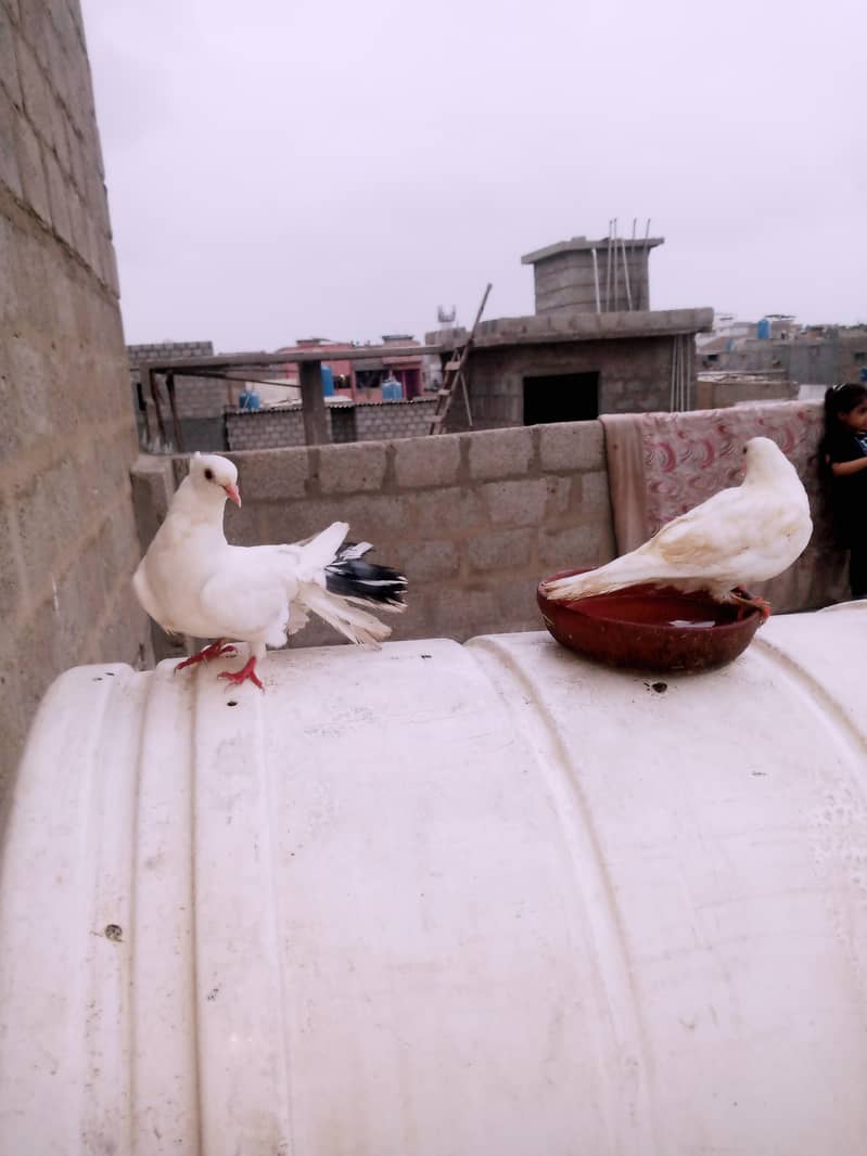 Pigeon 4