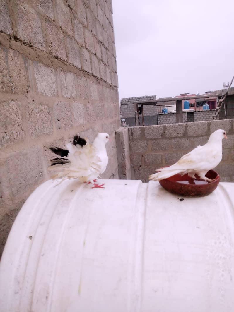Pigeon 5