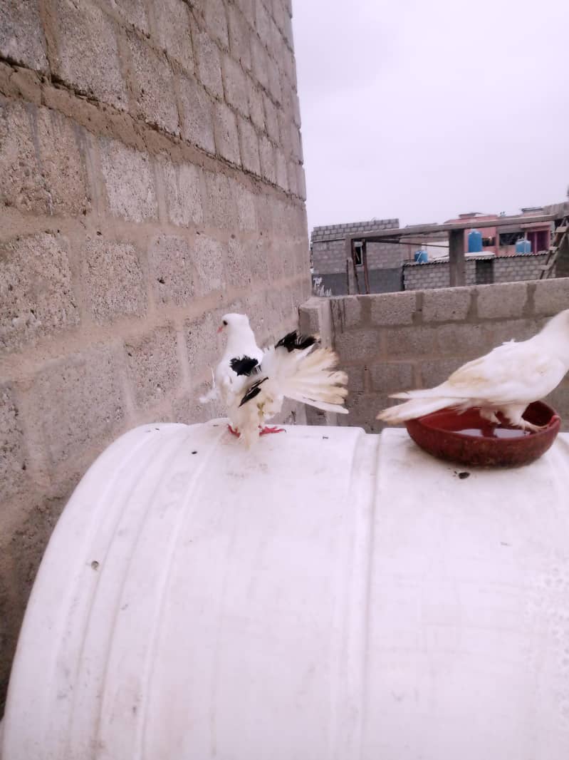 Pigeon 6