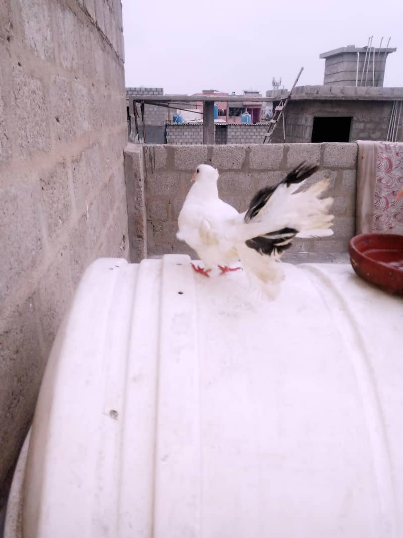 Pigeon 7
