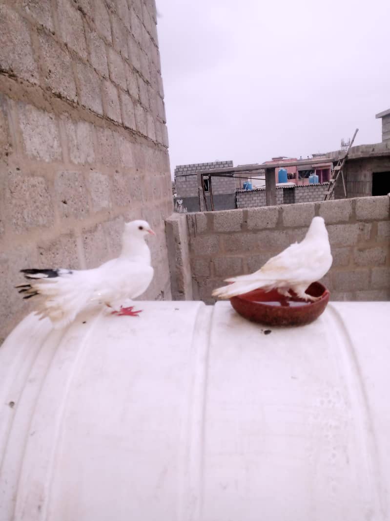 Pigeon 8