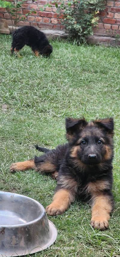 German shepherd Puppies Male, Female,Both available