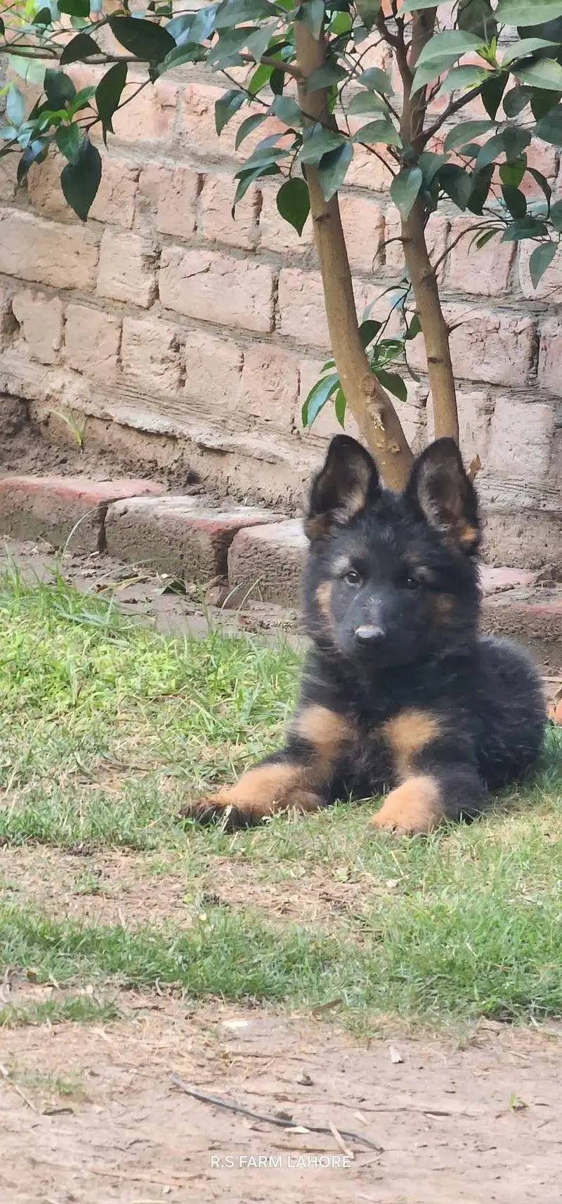 German shepherd Puppies Male, Female,Both available — photo 2