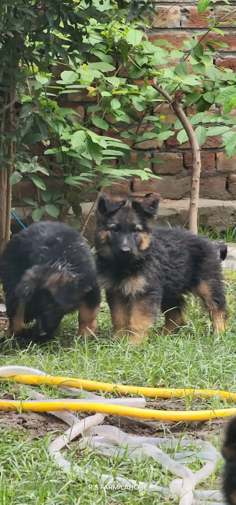 German shepherd Puppies Male, Female,Both available — photo 3