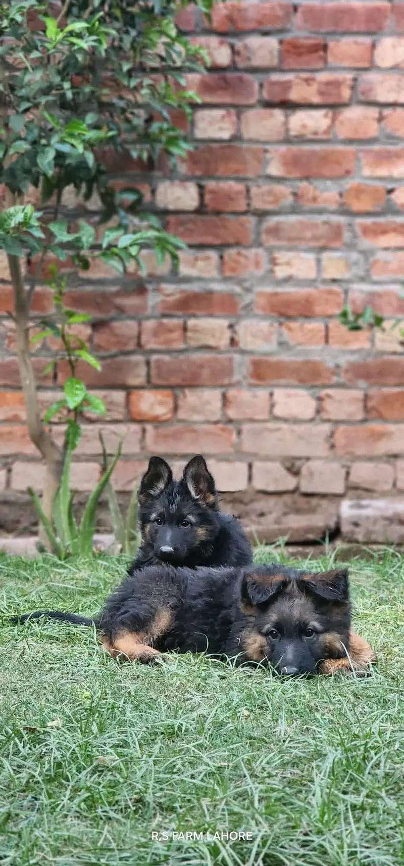 German shepherd Puppies Male, Female,Both available — photo 4