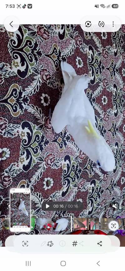 Triton cacatoo 5 manth available 1 tame feed