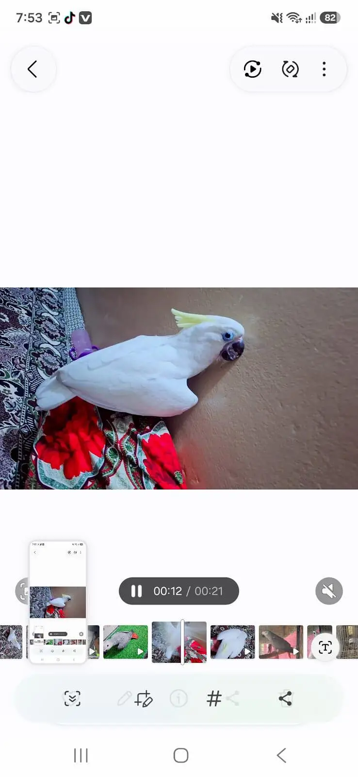 Triton cacatoo 5 manth available 1 tame feed — photo 2