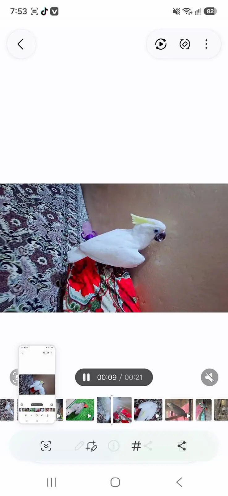 Triton cacatoo 5 manth available 1 tame feed — photo 5