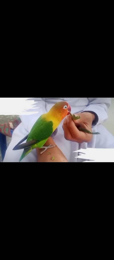 Love Bird Hand Tame 100% Friendly.