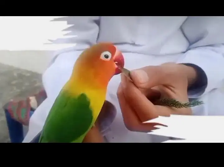 Love Bird Hand Tame 100% Friendly. — photo 2