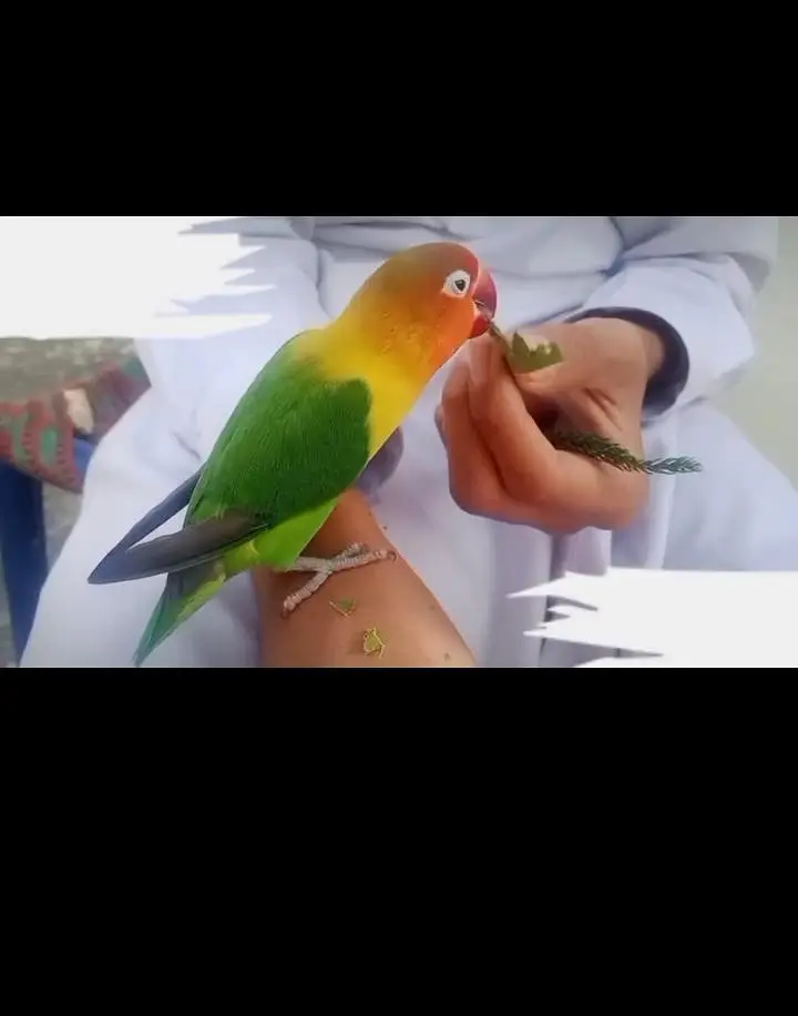 Love Bird Hand Tame 100% Friendly. — photo 3