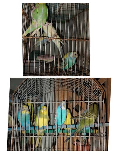 budgies